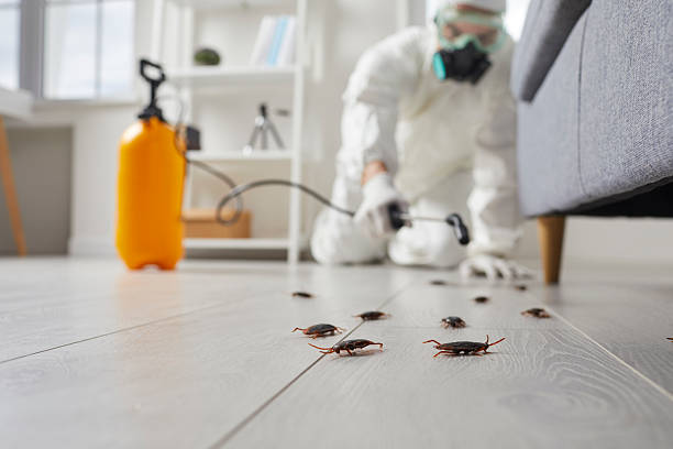 Trusted Cockroach Control service in Spokane Valley, WA - Nex Pest Control
